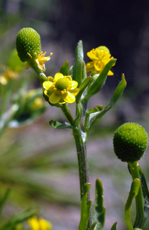 Ranunculus sceleratus close