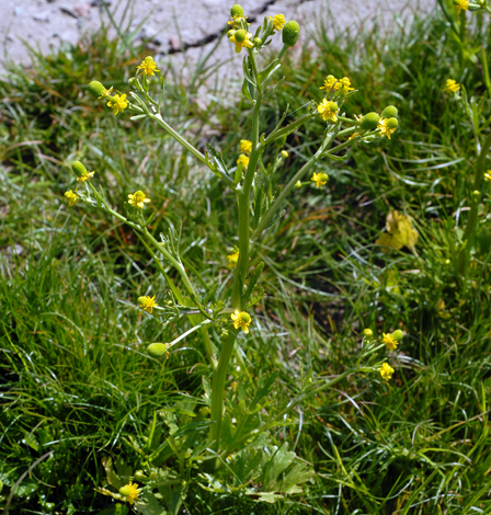 Ranunculus sceleratus whole