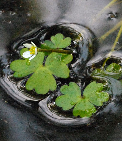 Ranunculus tripartitus