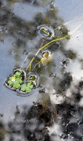 Ranunculus tripartitus whole