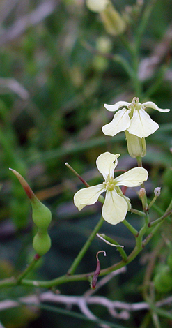 Raphanus raphanistrum ssp maritimus close