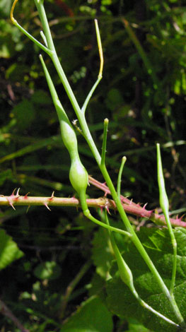 Raphanus raphanistrum fruit