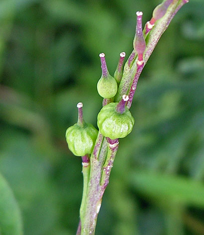 Rapistrum rugosum