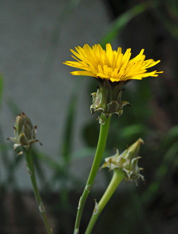 Reichardia tingitana close