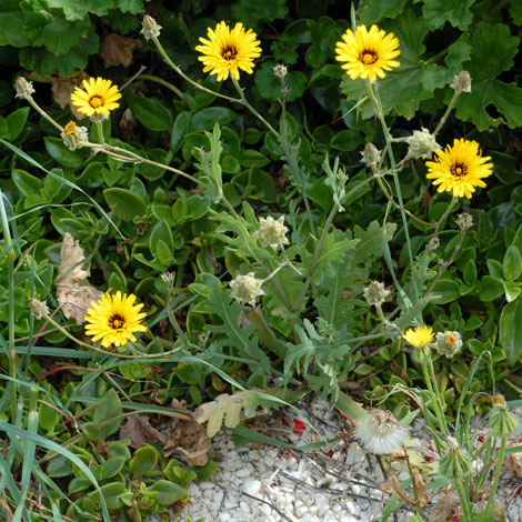 Reichardia tingitana whole