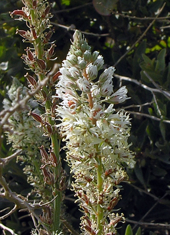 Reseda alba close Gozo