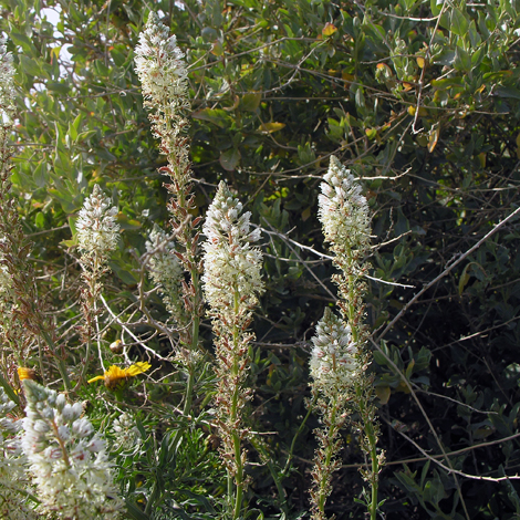 Reseda alba whole Gozo