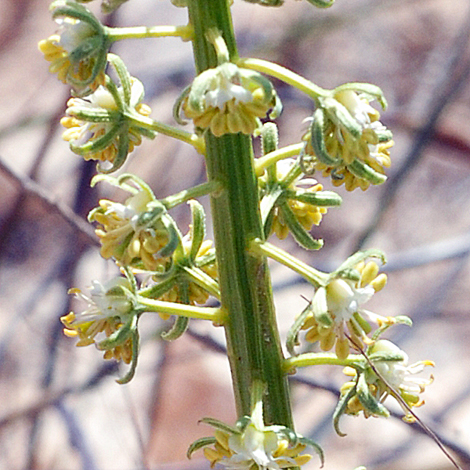 Reseda lanceolata close