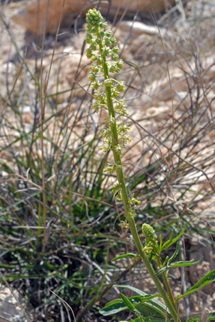 Reseda lanceolata whole
