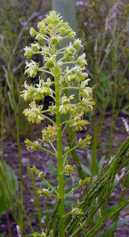 Reseda lutea close