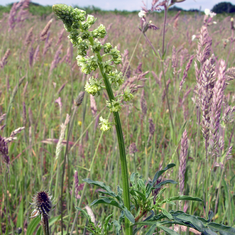 Reseda lutea whole