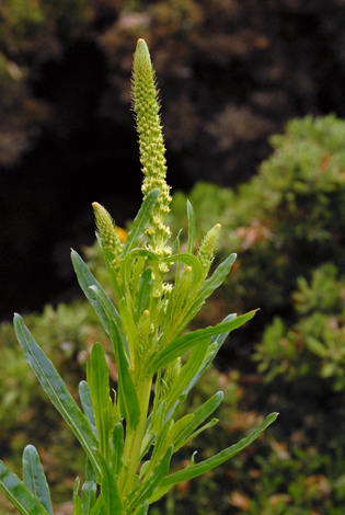 Resdea luteola whole