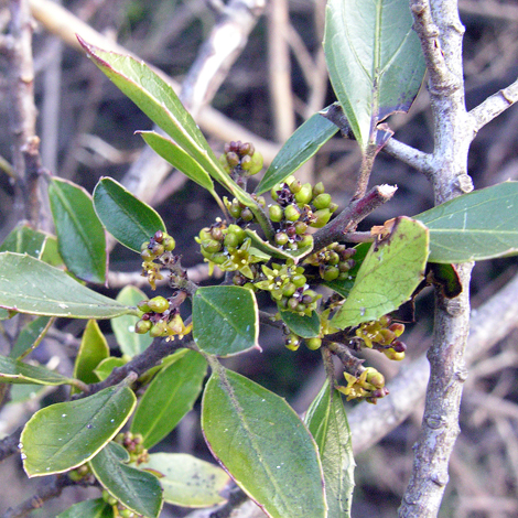 Rhamnus alaternus