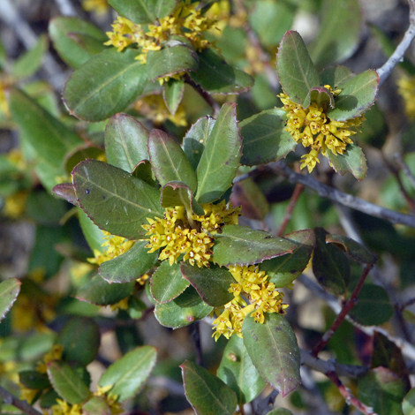 Rhamnus alaternus close