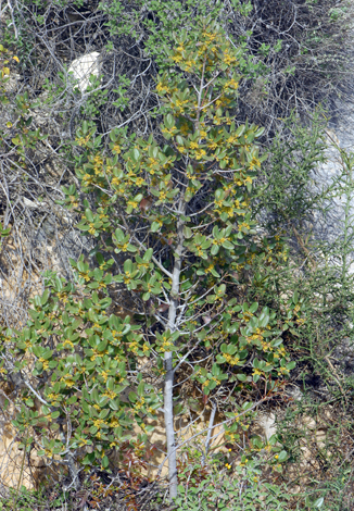 Rhamnus alaternus whole