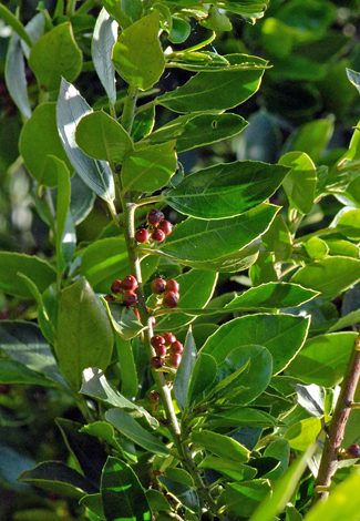 Rhamnus alaternus fruit