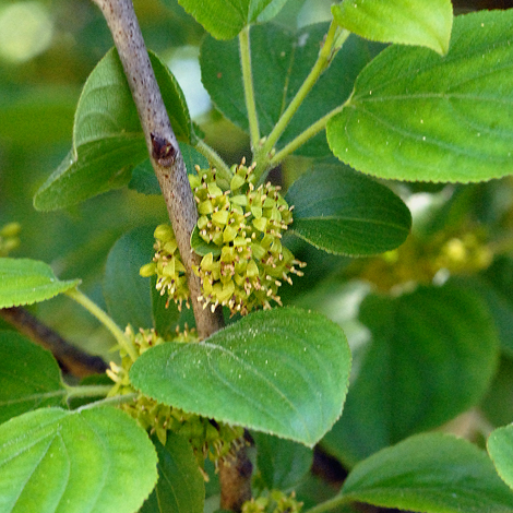 Rhamnus cathartica flowers