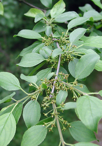 Rhamnus cathartica fruit