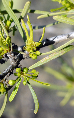 Rhamnus lycioides close