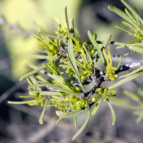 Rhamnus lycioides whole