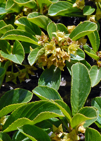 Rhamnus pumilus close