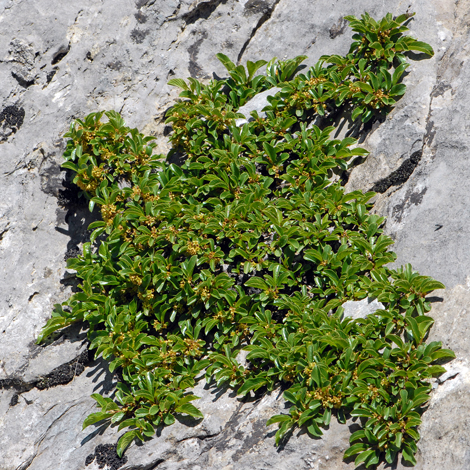 Rhamnus pumilus whole