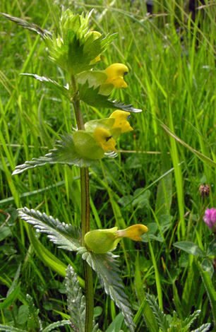 Rhinanthus minor ssp minor close