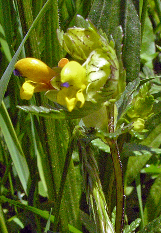 Rhinanthus minor ssp monticola close