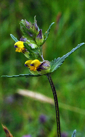 Rhinanthus minor ssp stenophylllus flower