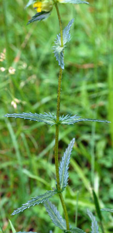 Rhinanthus minor ssp stenophylllus leaves