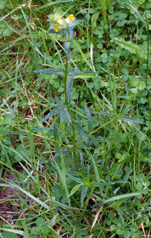 Rhinanthus minor ssp stenophylllus whole