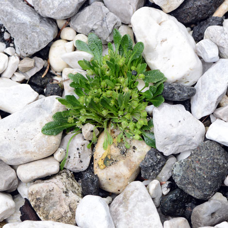 Rhizobotrya alpine whole