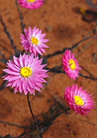 Rhodanthe chlorocepahal ssp rosea close