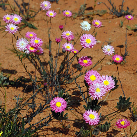 Rhodanthe chlorocepahal ssp rosea whole