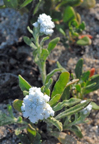 Rhodanthe condensata close