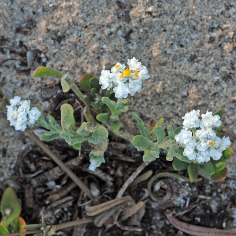 Rhodanthe condensata whole