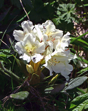 Rhododendron caucasicum close