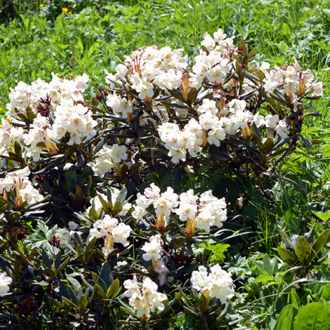Rhododendron caucasicum whole