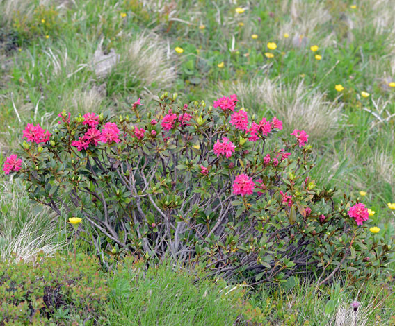 Rhododendron ferrugineum whole