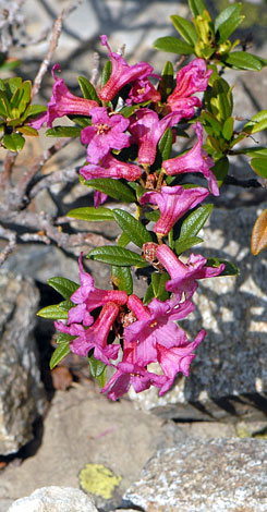 Rhododendron ferrugineum whole