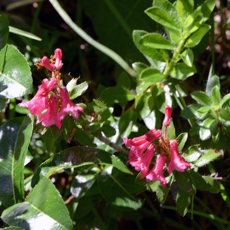 Image of Rhododendron hirsutum wild