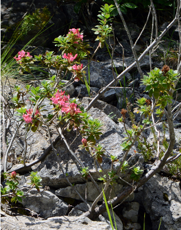 Rhododendron hirstum whole