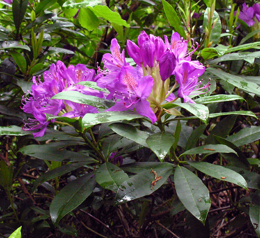 Rhododendron ponticum