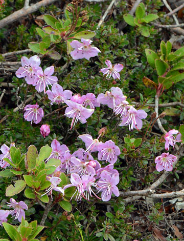 Rhodothamnus chamaecystus close