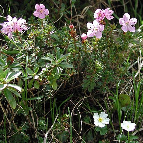 Rhodothamnus chamaecystus whole