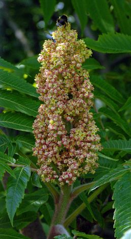 Rhus typhina close