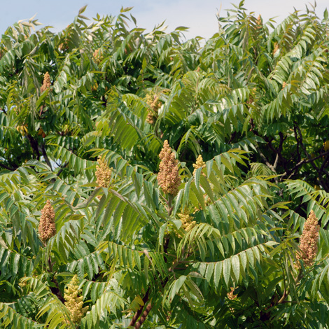 Rhus typhina whole