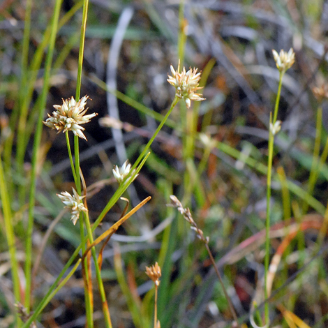 Rhynchospora alba whole