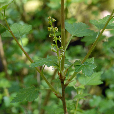 Ribes alpinum whole