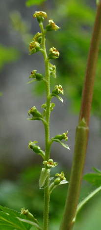 Ribes alpinum close